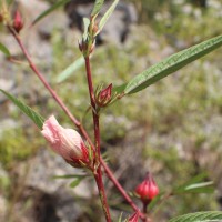 Hibiscus sabdariffa L.